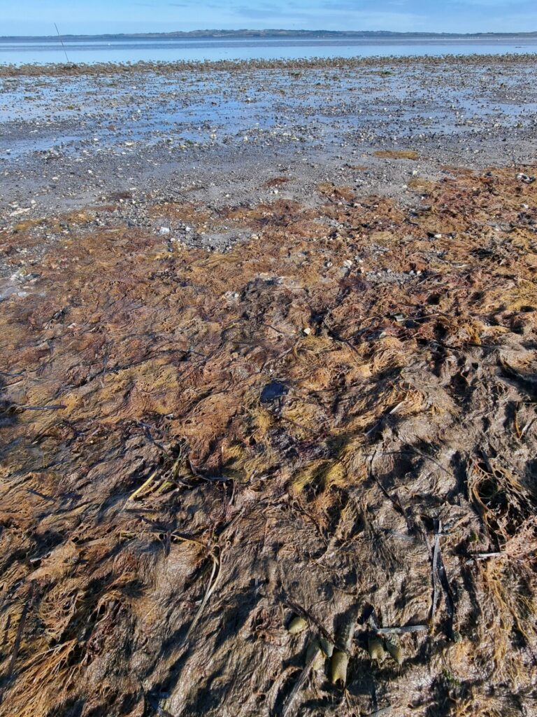 Fedtemøg er virkelig ulækkert, og der er alt for meget af det på vores lokale strande. Billedet er taget ved Kaløvigskolen.