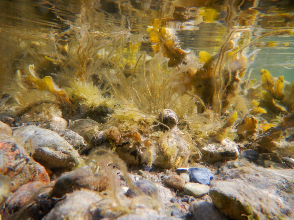 Billedet er taget i Studstrup i april. Alger er ved at sætte sig på sten og tang, hvor de begynder at vokse. I løbet af de næste måneder vokser de sig store og giver slip, hvorefter de driver rundt i bugten som algesuppe. Storm og tidevand kan føre dem op på stranden, hvor de strander og går i forrådnelse - og så har vi mere fedtemøg. Højvande og efterårsstorme trækker fedtemøget væk fra stranden og ud i bugten, hvor det går til bunds som slam.