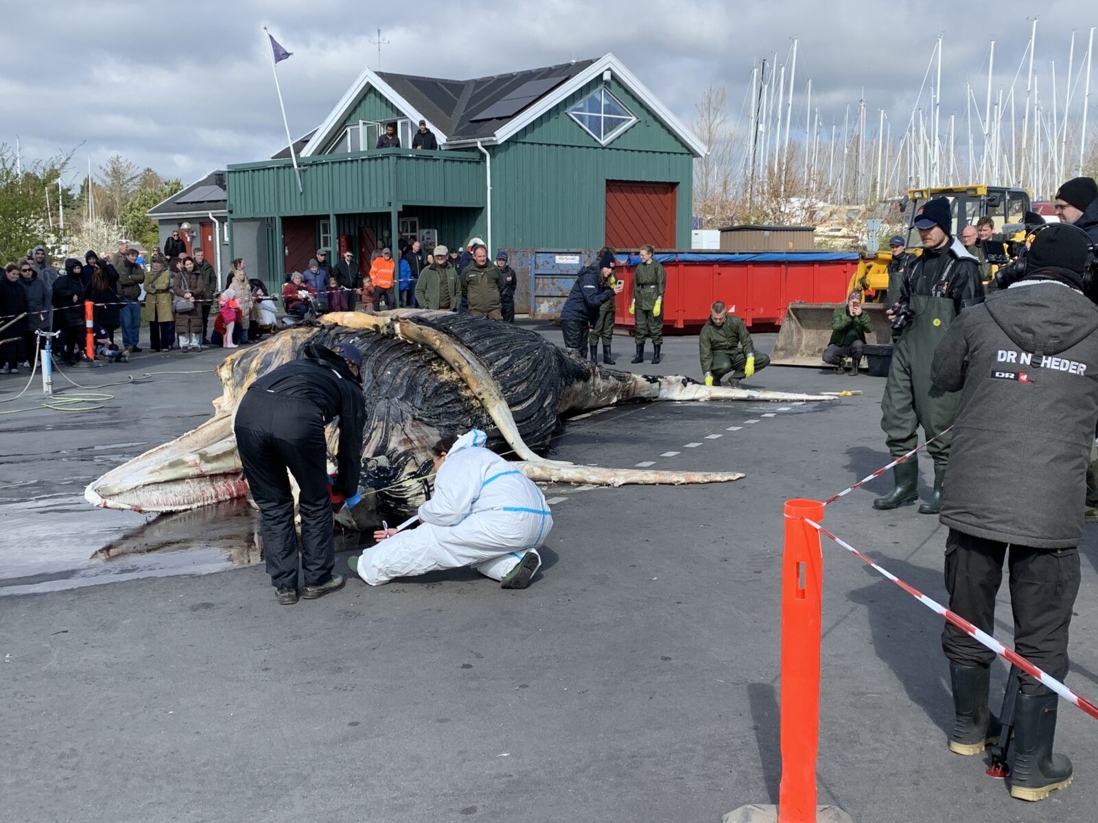 Her ligger den unge pukkelhval, målt til under otte meter. Ved fødslen er de fire meter lange og bliver ca. 16 meter som voksne.