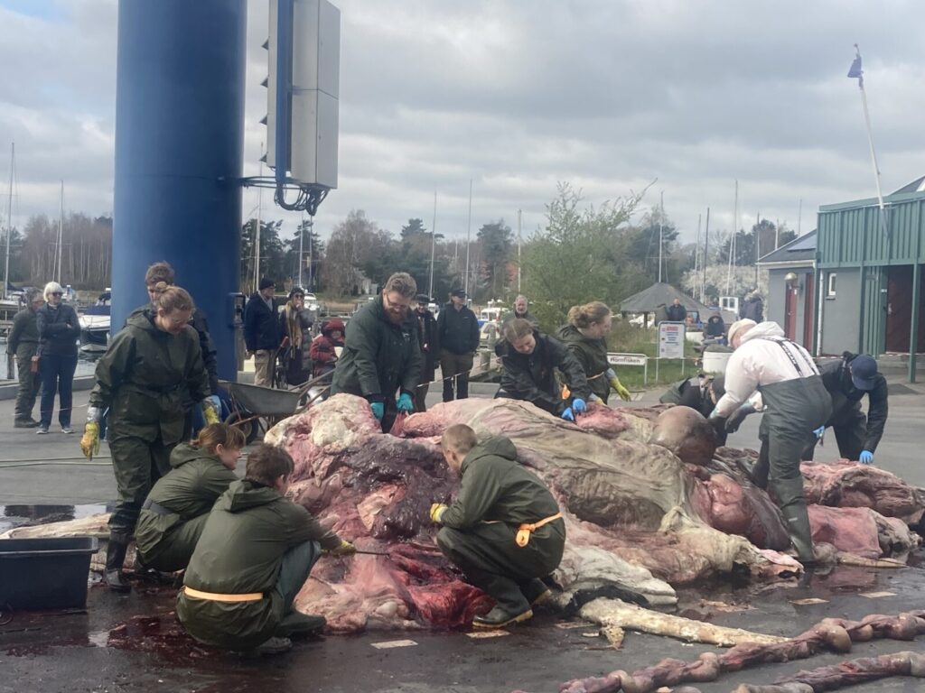 Dissektionen er i gang med mange knive. 