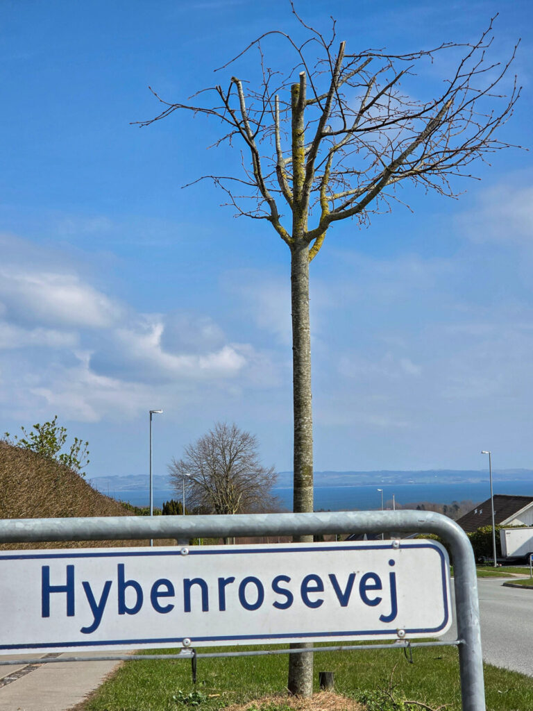 Haervaerk mod traeer paa Rosenhaven